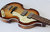 Höfner Violin Bass 61 Cavern H500/1-61-0 Sunburst